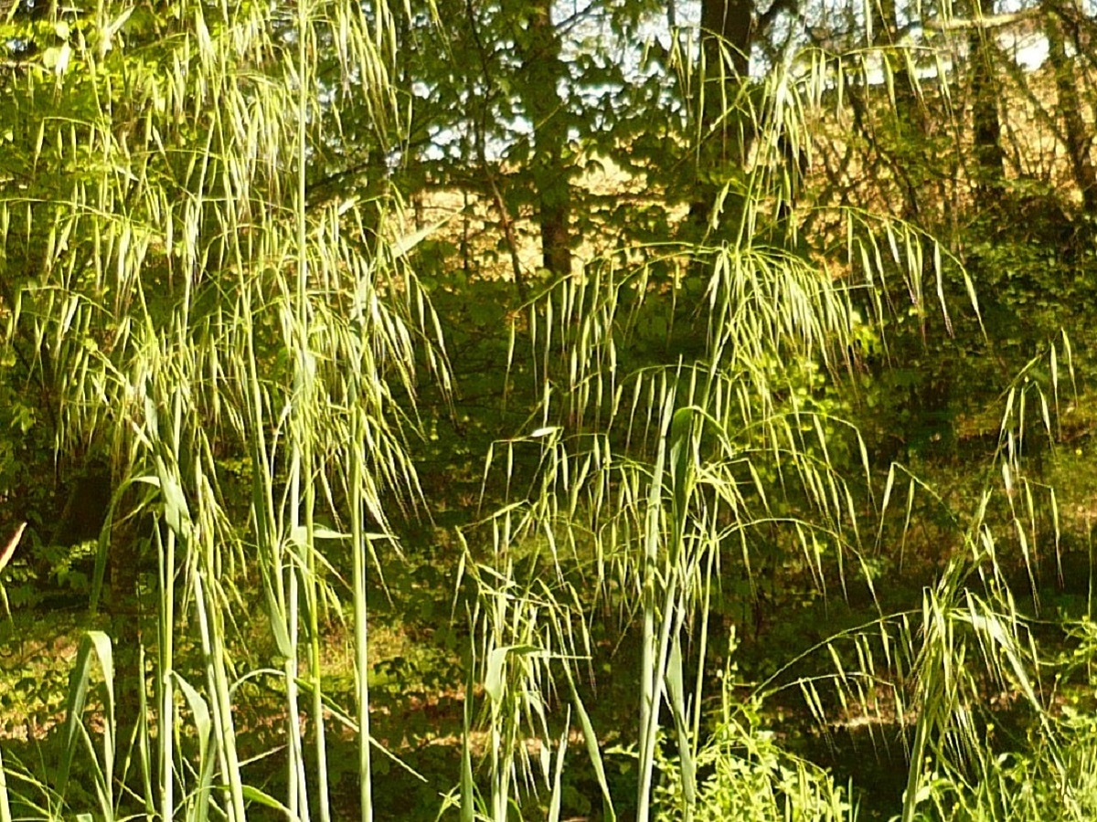 Avena barbata subsp. barbata (Poaceae)